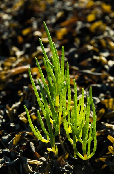 Vahşi Samphire veya Glasswort (Salicornia europaea), Galler, Birleşik Krallık