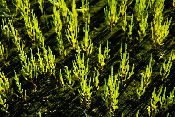 Vahşi Samphire veya Glasswort (Salicornia europaea), Galler, Birleşik Krallık