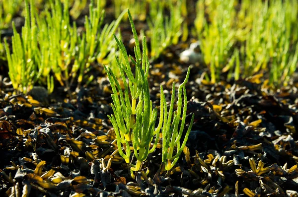 Vahşi Samphire veya Glasswort (Salicornia europaea), Galler, Birleşik Krallık