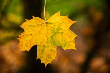 Hala dar ağacına, İngiltere'de geçen sonbahar yaprak