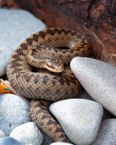 Adder snake, North Wales coast, UK (Vipera berus)