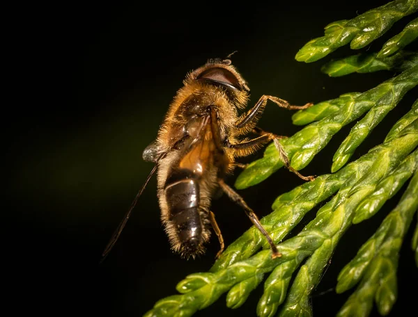 Drone Volare Eristalis Tenax Fiore Fotografia Stock