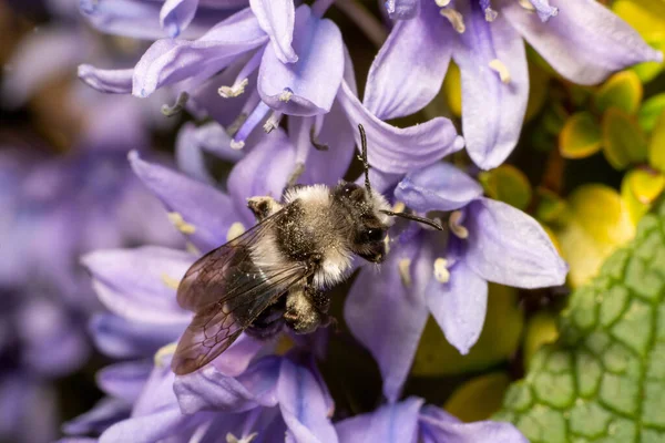 Ashy Mining Bee Opylovací Květina Chesire Stock Obrázky