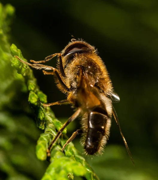 Drone Volare Eristalis Tenax Fiore Foto Stock