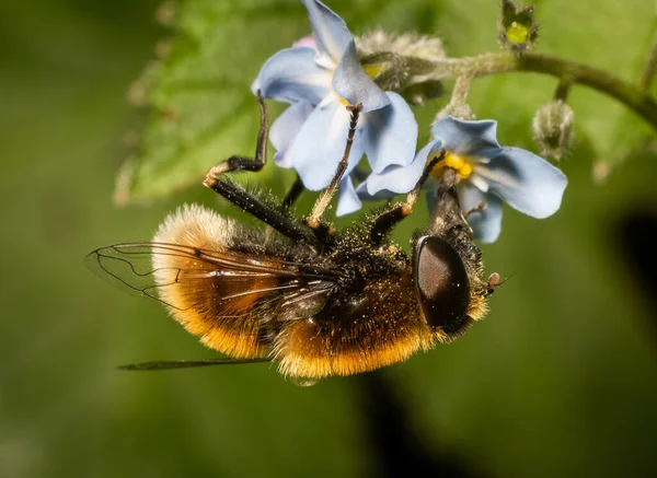 Eristalis Intricarius Hover Moucha Krmení Květině Napodobování Včely Stock Snímky