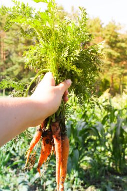 adam bir havuç tutuyor