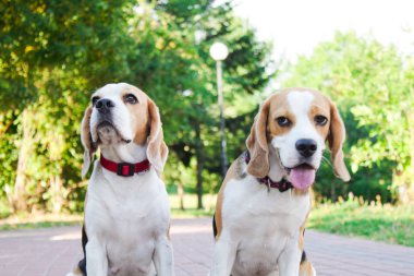 bir yaz parkta iki beagles