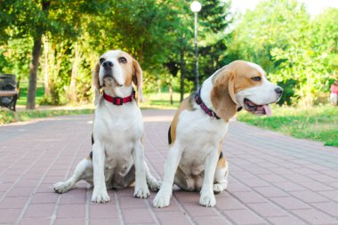 bir yaz parkta iki beagles