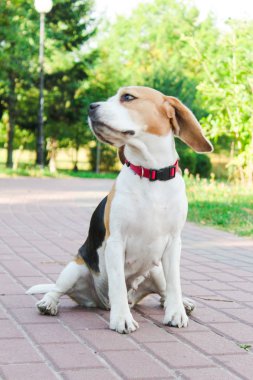 parkta bir yürüyüş için Beagle