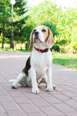 parkta bir yürüyüş için Beagle