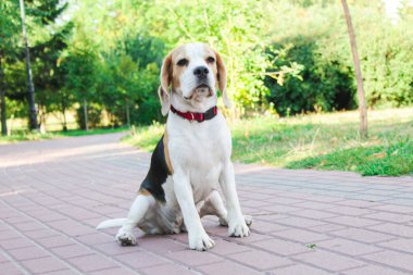 parkta bir yürüyüş için Beagle