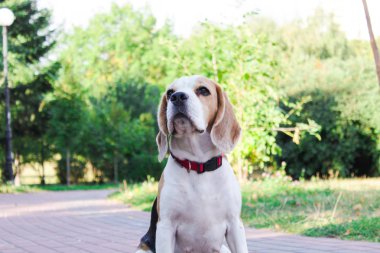 parkta bir yürüyüş için Beagle