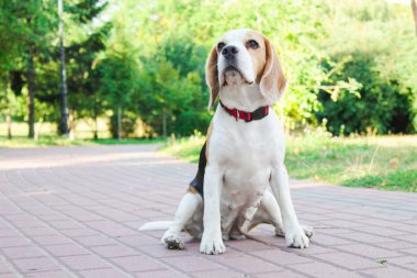parkta bir yürüyüş için Beagle