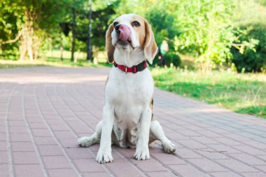 parkta bir yürüyüş için Beagle