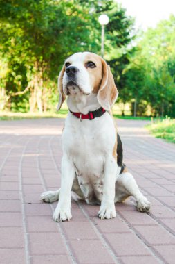 parkta bir yürüyüş için Beagle