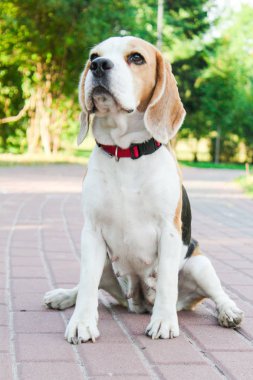 parkta bir yürüyüş için Beagle