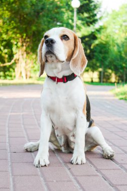 parkta bir yürüyüş için Beagle