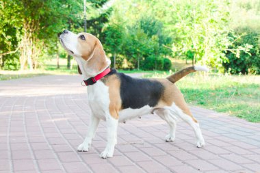 parkta bir yürüyüş için Beagle