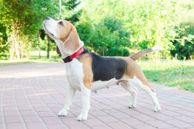 parkta bir yürüyüş için Beagle