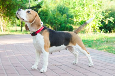 parkta bir yürüyüş için Beagle