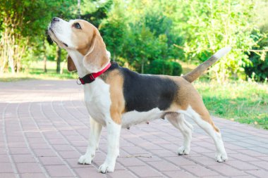 parkta bir yürüyüş için Beagle