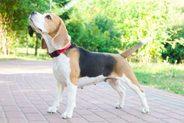 parkta bir yürüyüş için Beagle