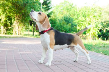 parkta bir yürüyüş için Beagle