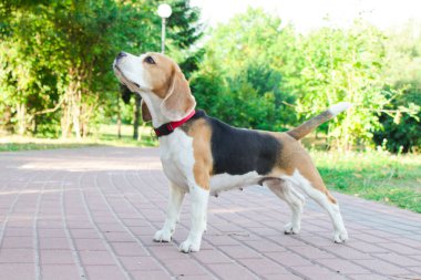 parkta bir yürüyüş için Beagle
