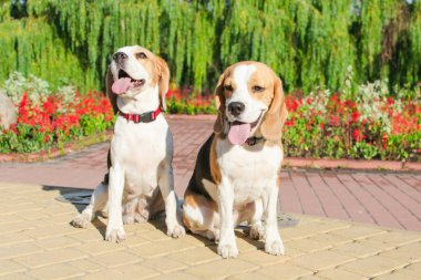 parkta bir yürüyüş için Beagle