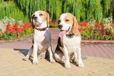 parkta bir yürüyüş için Beagle