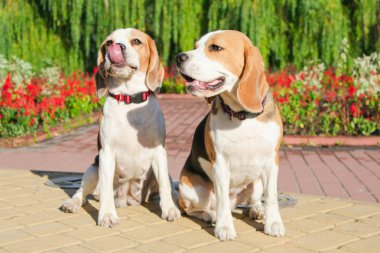 parkta bir yürüyüş için Beagle