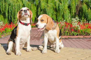 parkta bir yürüyüş için Beagle