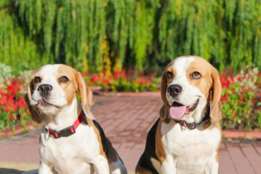 parkta bir yürüyüş için Beagle