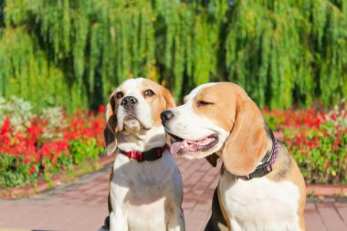 parkta bir yürüyüş için Beagle