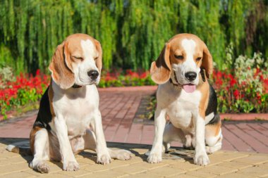 parkta bir yürüyüş için Beagle