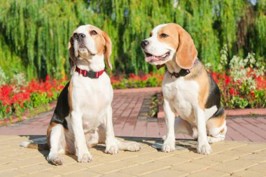 parkta bir yürüyüş için Beagle