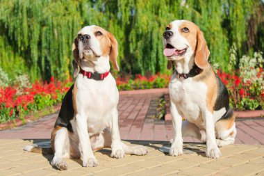 parkta bir yürüyüş için Beagle