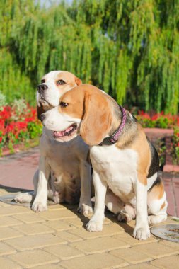 parkta bir yürüyüş için Beagle
