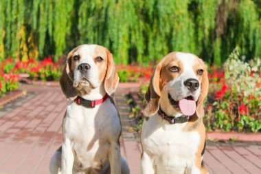 parkta bir yürüyüş için Beagle