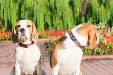 parkta bir yürüyüş için Beagle