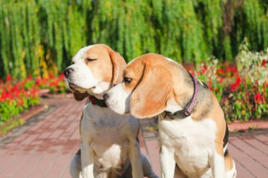 parkta bir yürüyüş için Beagle