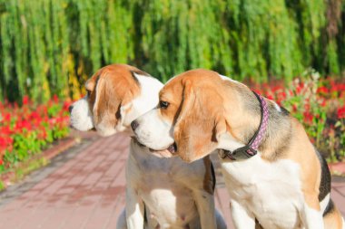 parkta bir yürüyüş için Beagle