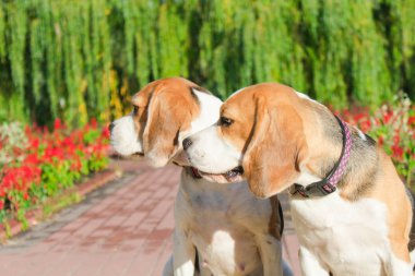 parkta bir yürüyüş için Beagle