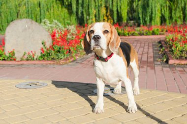 parkta bir yürüyüş için Beagle