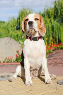 parkta bir yürüyüş için Beagle