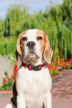 parkta bir yürüyüş için Beagle