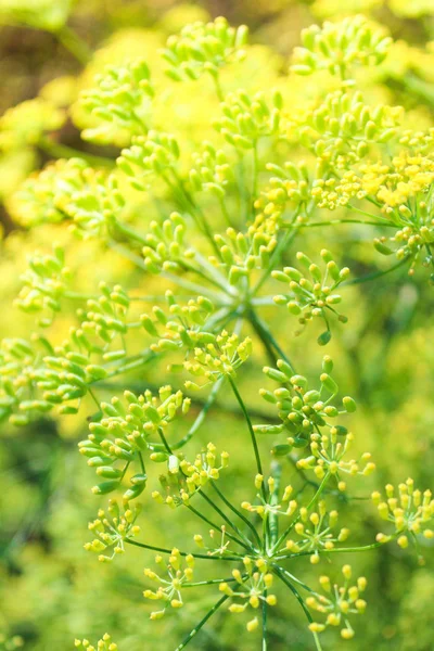 Fennel Close Bed — Stock Photo, Image