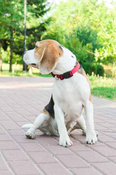 parkta bir yürüyüş için Beagle