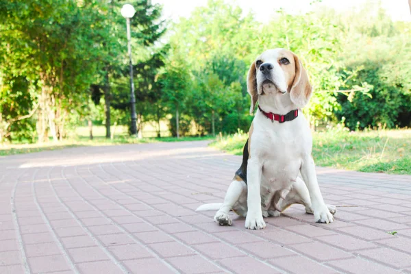 parkta bir yürüyüş için Beagle