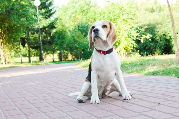 parkta bir yürüyüş için Beagle